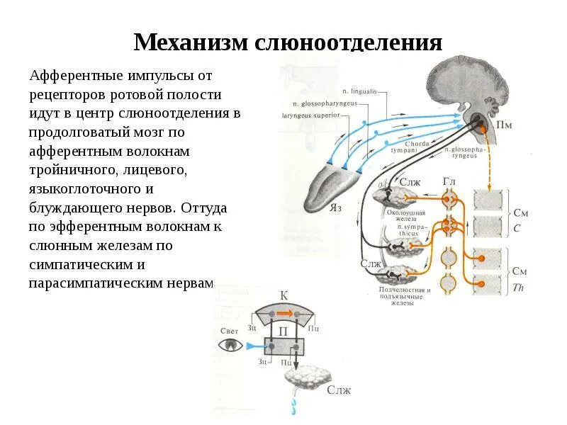 Информация от рецепторов поступает в. Информация от рецепторов поступает в. Передача информации к центральной нервной системе. Информация от рецепторов поступает в. Высший центр соматовисцеральной сенсорной системы расположен.