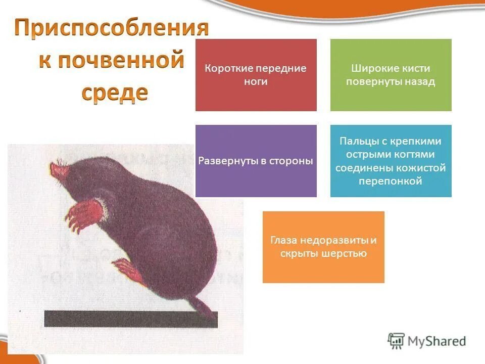 обитатели почвенной среды обитания. приспособление организмов к почвенной среде. организмы почвенной среды. приспособление животных к почвенной среде обитания. приспособление организмов к почвенной среде.