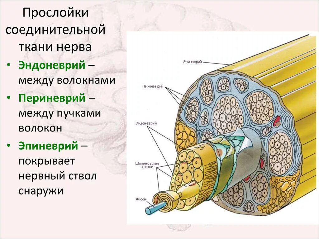 Внутреннее строение нерва. Эндоневрий периневрий эпиневрий. Строение периферического нерва эндоневрий. Эпиневрий периневрий эндоневрий нервные волокна. Периферический нерв эпиневрий периневрий.