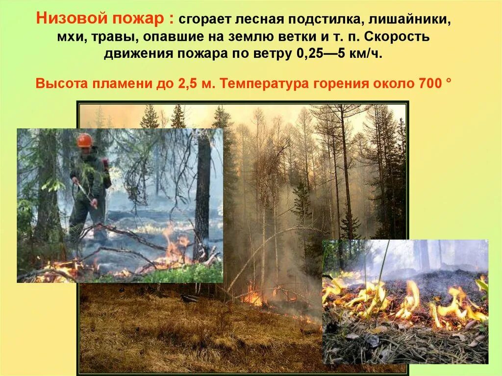 Лесные и торфяные пожары. Пожары в лесу презентация. Классификация лесных и торфяных пожаров. Низовой лесной пожар. Лесной пожар это определение.