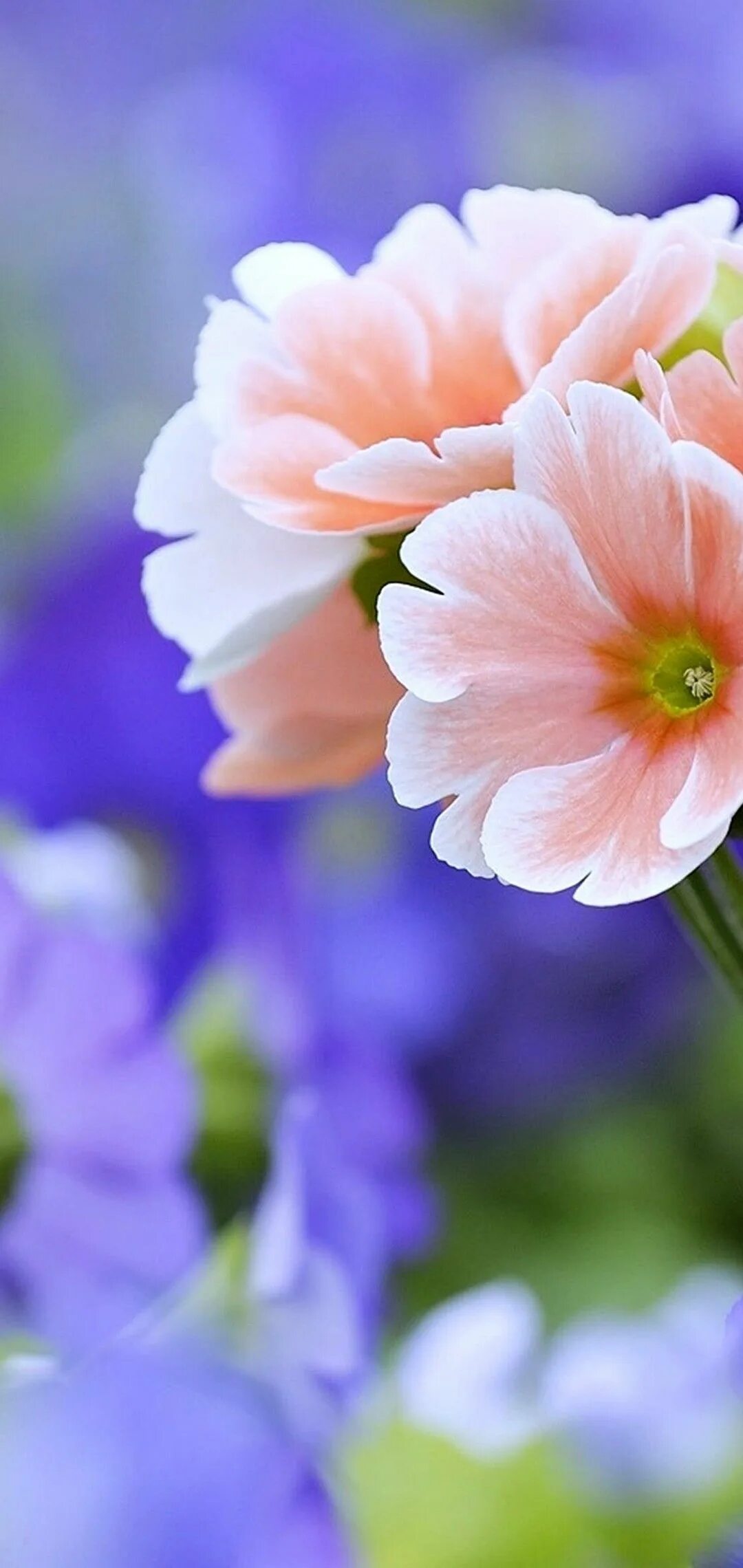 Красивые картинки с цветами для телефона. Красивые цветочки. Красивые цветы. Яркие цветы. Нежные яркие цветы.