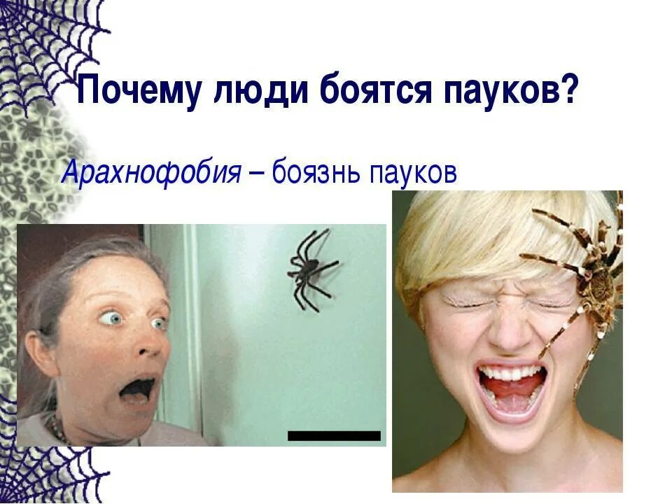Боязнь насекомых фобия. Арахнофобия это боязнь пауков. Почему боятся подойти