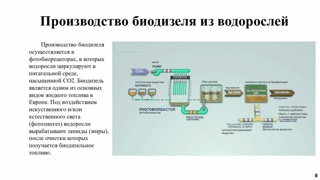 Производство водорослей