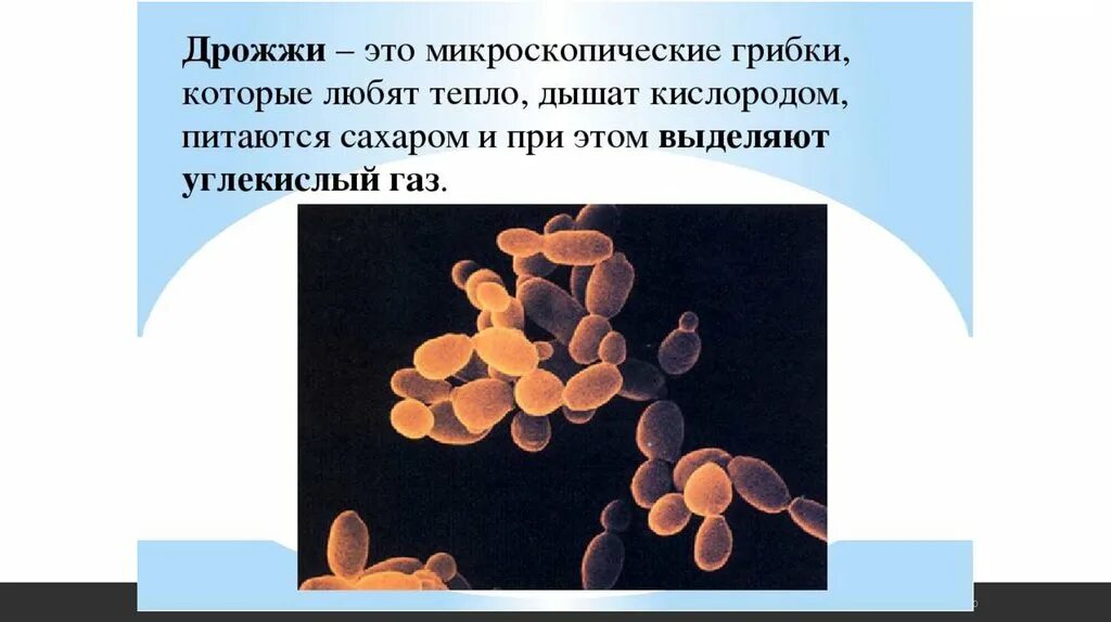 Чем отличается дрожжи. Дрожжи. Дрожжи бактерии. Дрожжи это грибы или бактерии. Бактерии похожие на дрожжи.