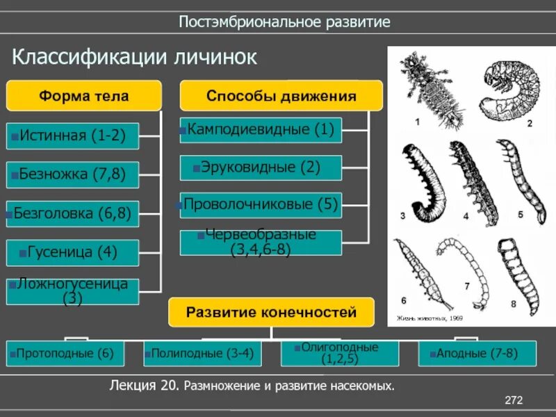 Функции личинки. Безножка Тип личинки. Тип питания личинки. Классификация личинок насекомых. Название типов личинок.