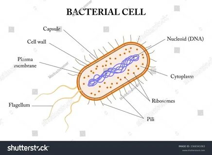 Microorganisms, Free Full-Text, mdpope 2 - marcopolofreelife.com.ar