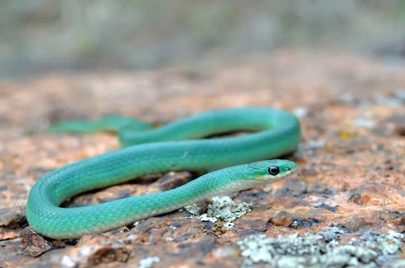 Смарагдовый полоз зеленый. Голубая змея. Маленькая зеленая змея. Зелено-голубая змея.