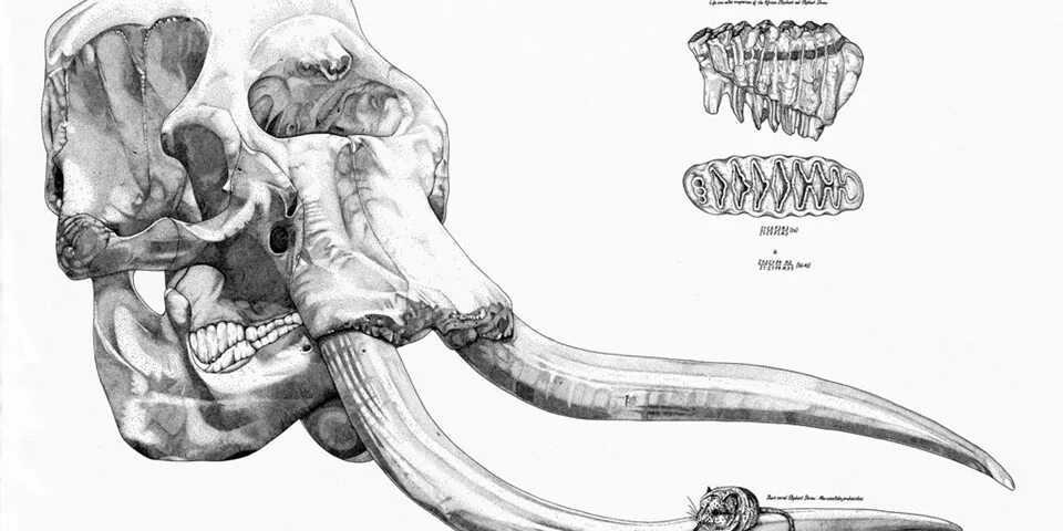 Слоновый череп. Строение черепа хоботных. Строение зубов хоботных. Строение зубов мамонта.