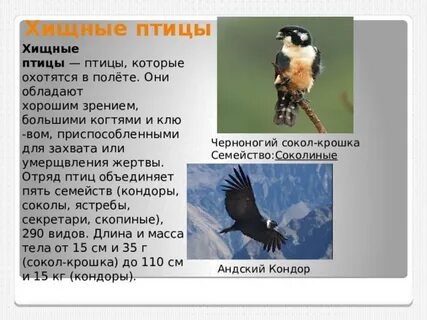 Класс птицы питание