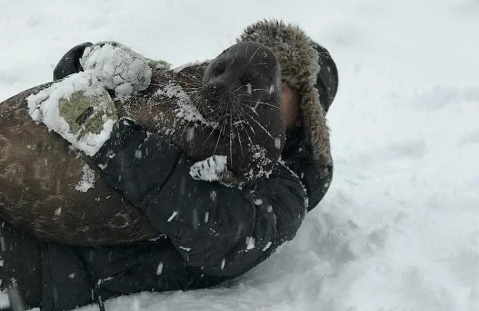 Фото и видео: Нерпа Крошик из Репино сменил наряд. Но это не жгучий черный, как 