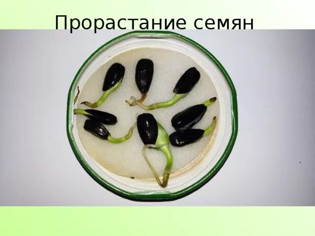 "ызы?ты биология" факультативтік курс ба?дарламасы - биология, планирование