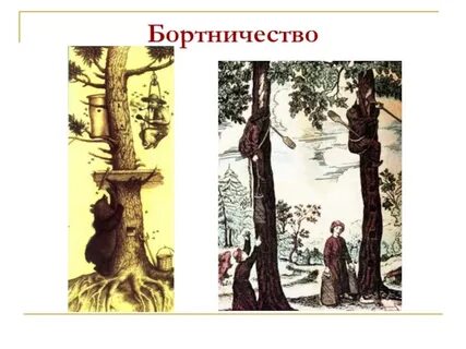 Бортничество славян