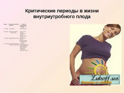 Критические периоды зародыша