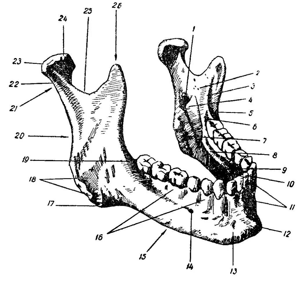 Нижняя челюсть вид сбоку анатомия. Нижняя челюсть анатомия строение. Строение челюсти человека анатомия нижней челюсти. Нижняя челюсть кость анатомия человека. Нижняя челюсть с другими костями черепа