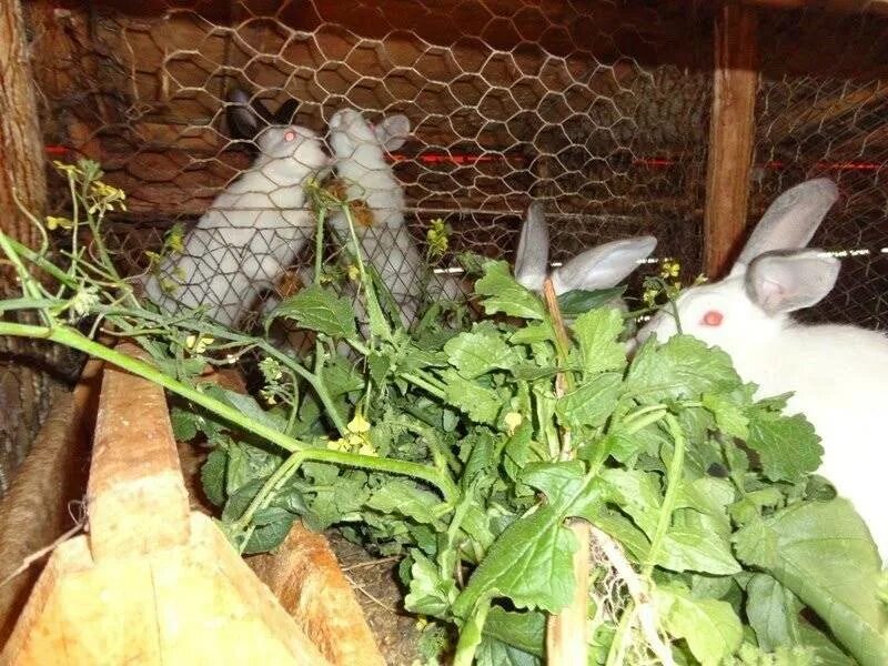 Давать кроликам кукурузу. Давать кроликам кукурузу