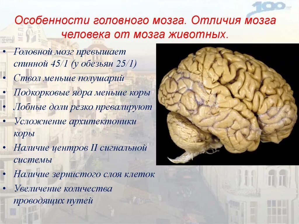 Сравните строение больших полушарий. Характеристики мозга. Особенности головного мозга. Структура мозга.