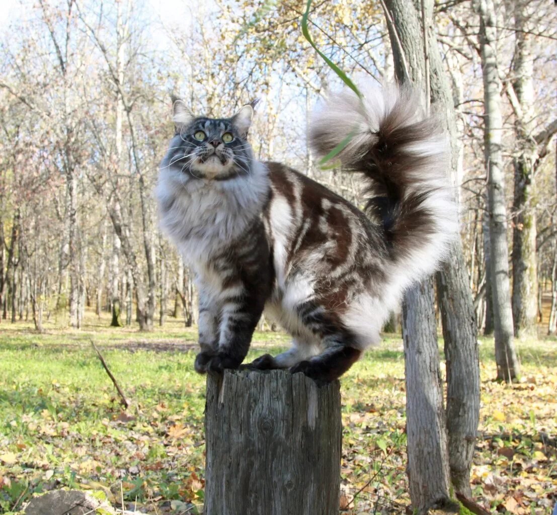 Pin on I love cats