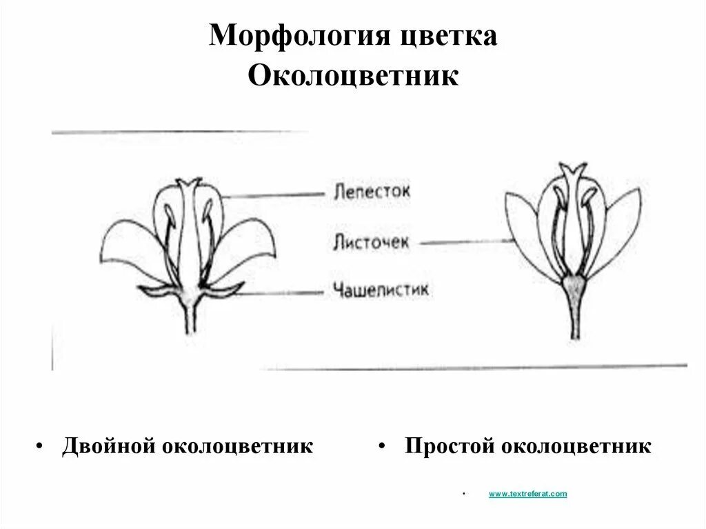 Детские рисунки цветы. Что такое простой околоцветник в биологии 6 класс. Середина цветка. Цветочки мультяшные. Трафареты цветов.