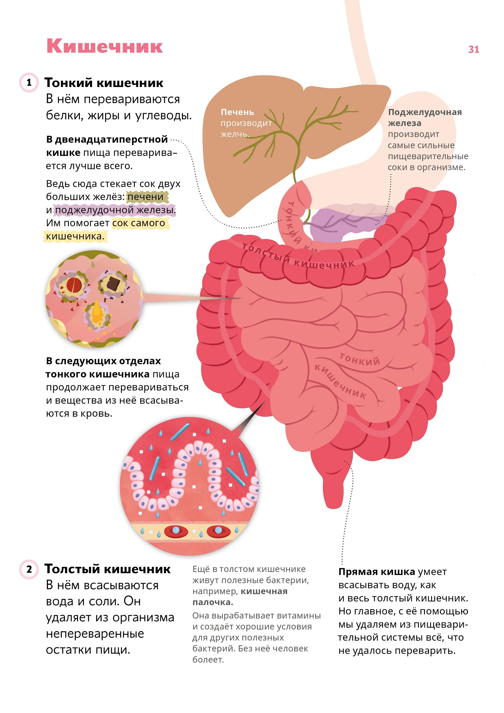 Тонкий кишечник и печень. Витамины Толстого кишечника. Здоровый тонкий кишечник.