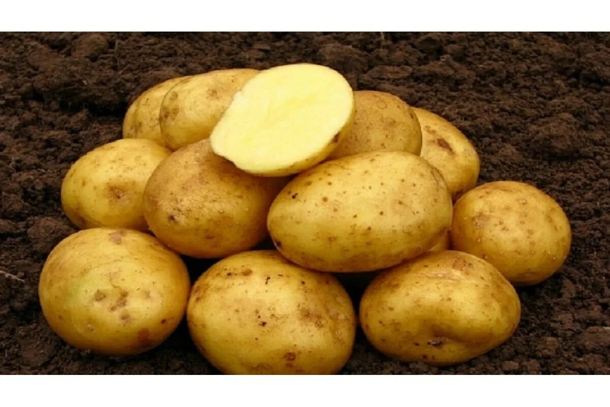Картофель крепыш описание сорта фото. Картофель сорт Нандина. Картофель Нандина семена. Семенной картофель Вега. Семенной картофель Винета.