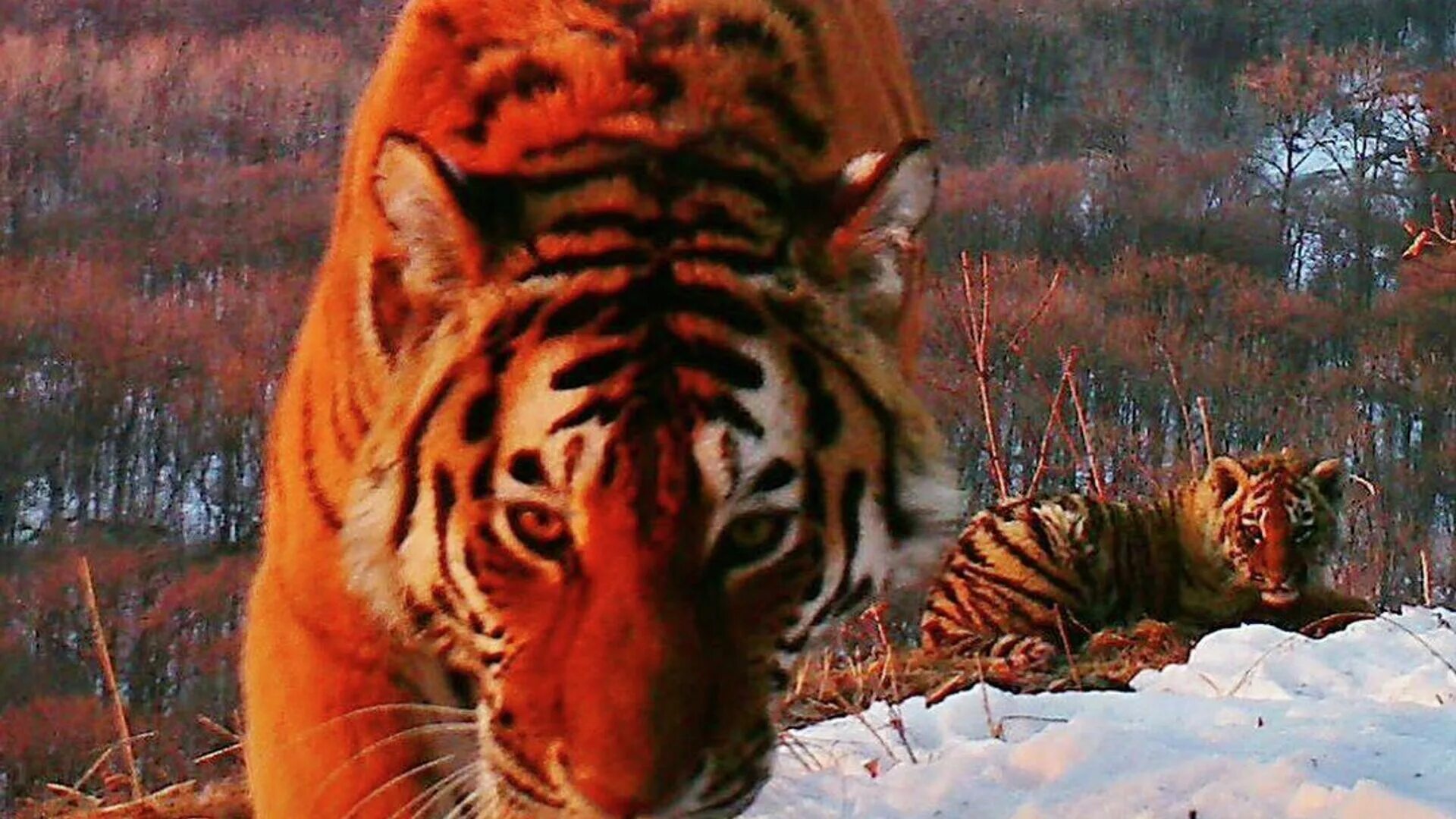 Про красного тигра. Заповедник Кедровая Падь Амурский тигр. Амурский тигр Приморский край парк. Амурский тигр фауна дальнего Востока. Национальный парк земля леопарда Амурский тигр.