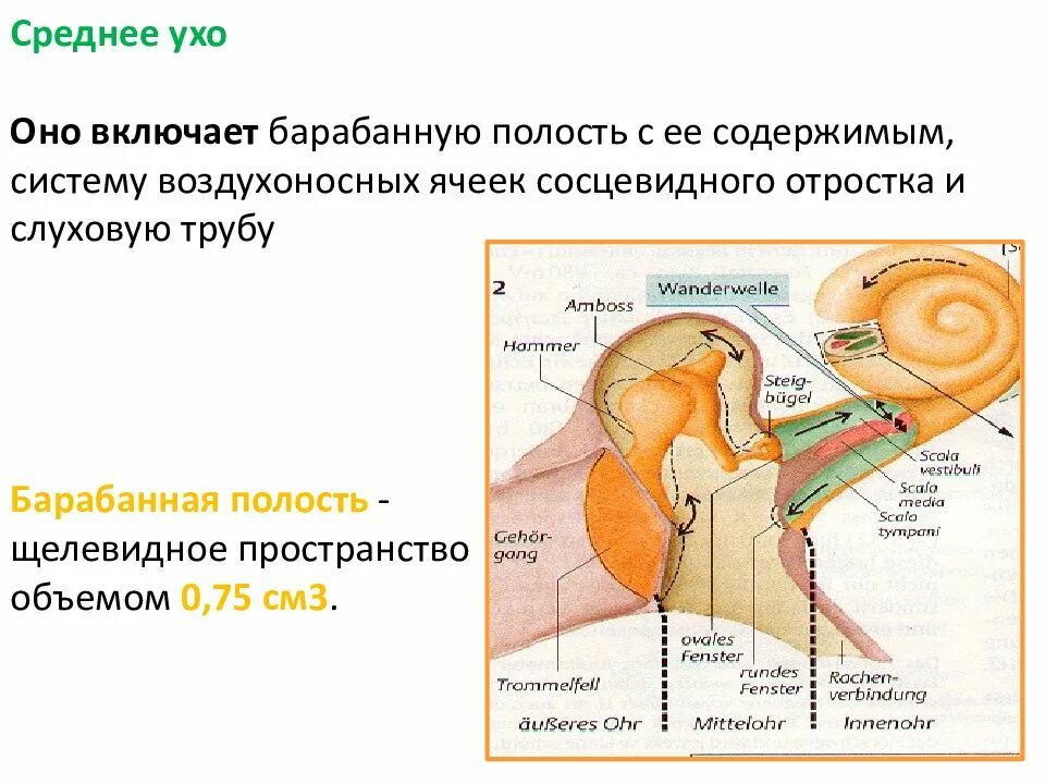 Какие структуры расположены в полости среднего уха. Барабанная полость и сосцевидный отросток. Сосцевидные ячейки среднего уха анатомия. Среднее ухо барабанная полость.