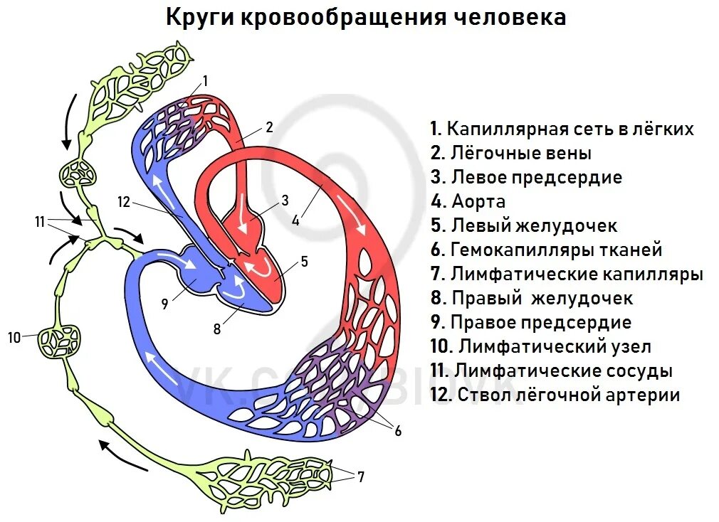 Круги кровообращения червей. Круги кровообращения. Схема кровообращения человека. Круги кровообращения человека схема. Малый цикл кровообращения.