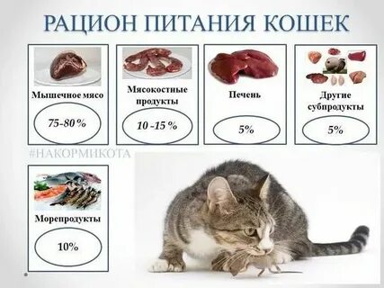 Можно ли кошкам мясо курицы