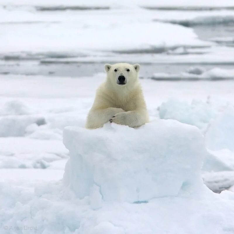 Полярный медведь смешной. Девушка в зимнем лесу. Белый медведь смешной. Песня смешно смешно а белая зима. Смешной кот в снегу.