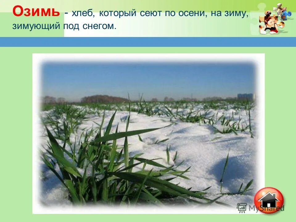 А. Озимь это что такое для детей. Озимь на полях. Озимь лексическое значение. Озимь это что такое для детей.