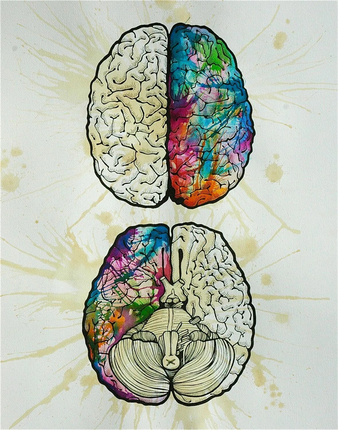 Картинка полушарие мозга. Полушария мозга. Мозг рисунок. Асимметрия полушарий головного мозга. Функциональная асимметрия полушарий мозга.