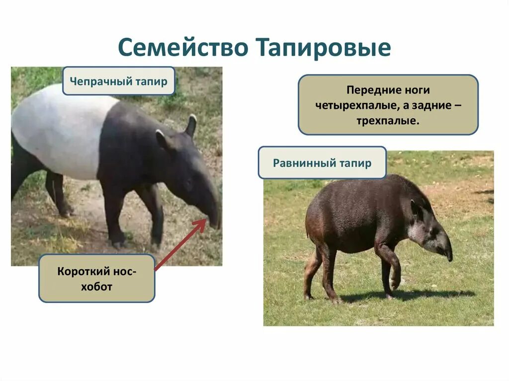 Тапировые непарнокопытные. Отряд непарнокопытные тапиры. Семейство тапиры представители. Тапир отряд парнокопытные или непарнокопытные. Длина парнокопытных