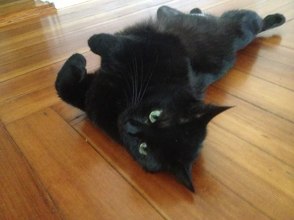 Кошечка черная. Черный домашний кот. Черная кошка на полу. Черные коты домашние. Черная кошка играть