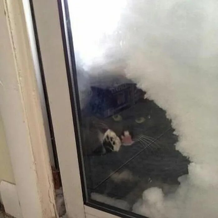 Кот на балконе. Кот просится в окно. Замерзший кот за окном. Кота завалило снегом.