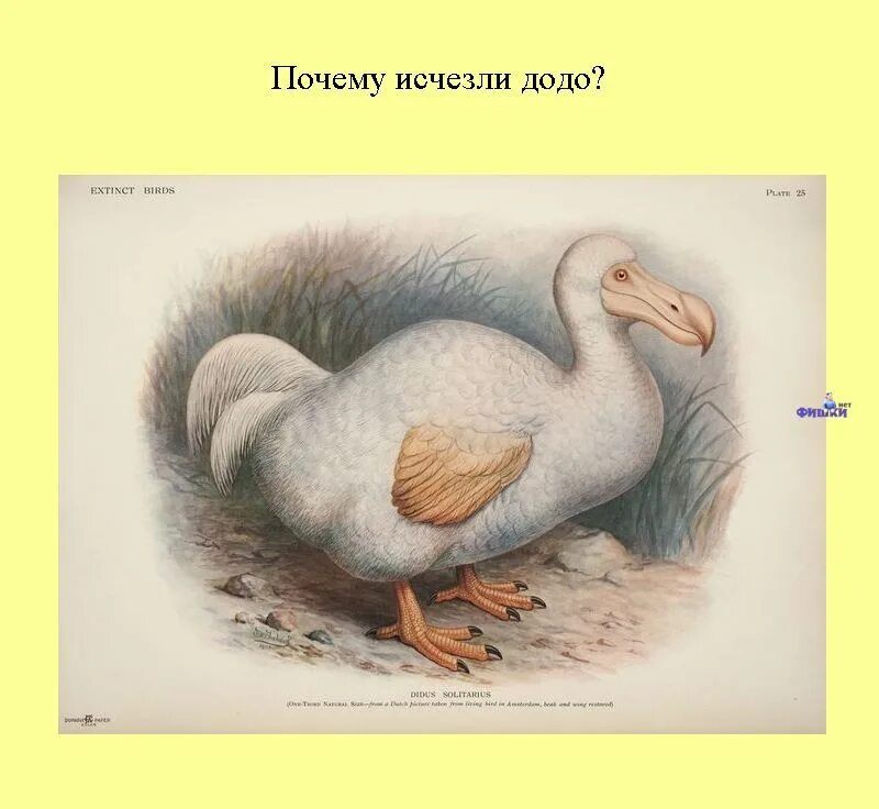 Почему вымерли додо. Дронт или додо вымершая нелетающая птица. маврикийский дронт. птица додо. птица додо причина вымирания.