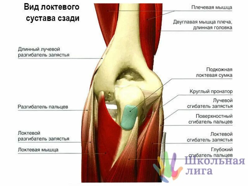 Локтевой сустав мышцы и сухожилия. Строение сухожилий локтевого сустава. Мышцы и сухожилия локтевого сустава. Локтевой сустав строение связки мышцы. Мышцы локтевого сустава анатомия и связки.