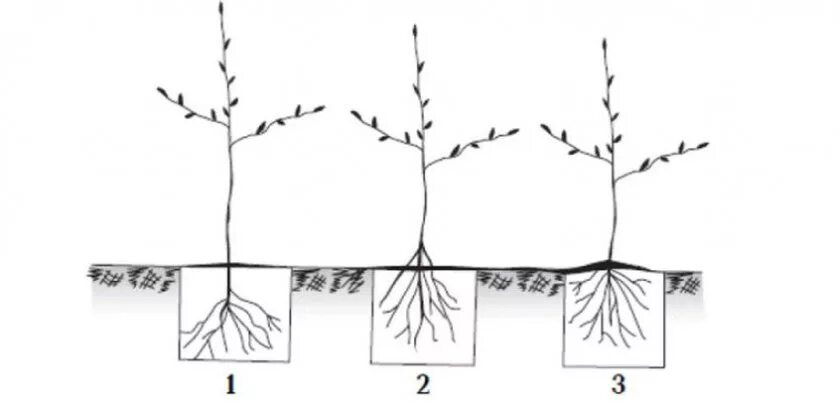 Как правильно садить яблоню весной. Схема посадки саженца яблони. Схема посадки саженцев яблони. Посадка саженца яблони. Посадка саженцев яблони весной.