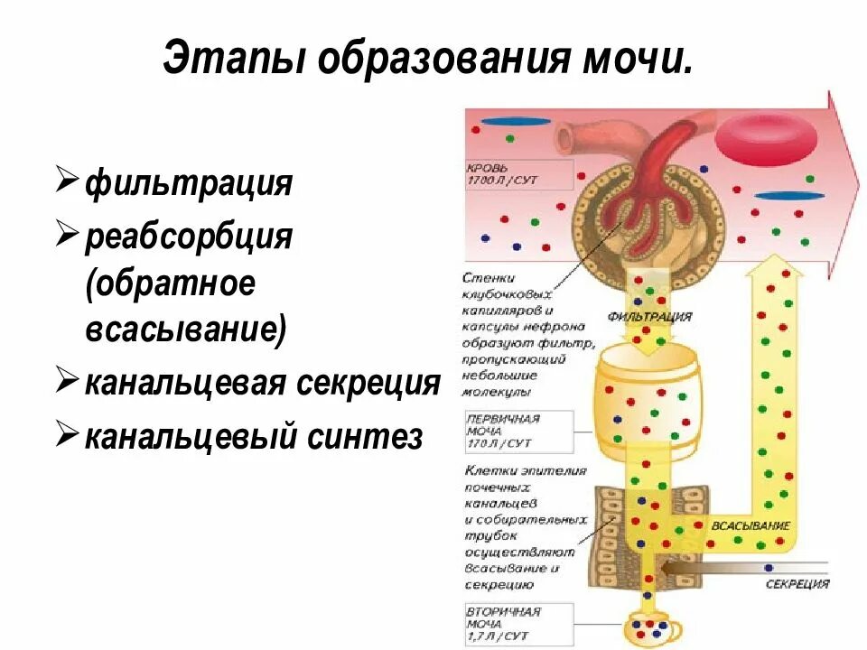 Процесс образования мочи этапы. Этапы мочеобразования компоненты мочи. Механизм образования мочи фильтрация реабсорбция секреция. Фаза образования мочи фильтрация обратное всасывание.