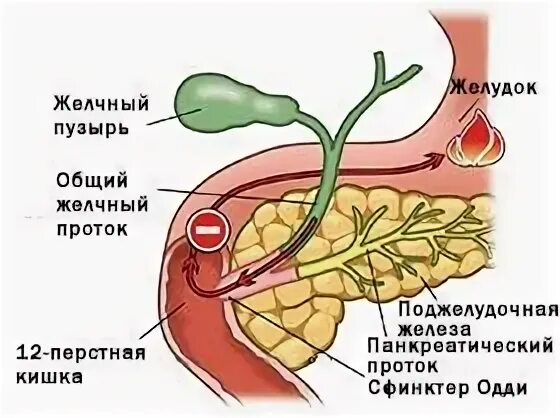 Всасывание желчных кислот. Сброс желчи. Забрасывание желчи в желудок. Сброс желчи. При забросе желчи в желудок.