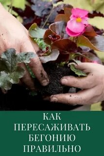 Бегония пересадка после покупки