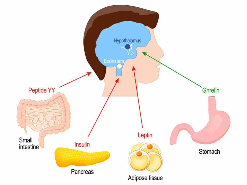 Гормон отвечающий за голод. Гормоны картинки. Гормон голода и гормон насыщения. Гормон отвечающий за аппетит. Лептин и гремлин гормоны.
