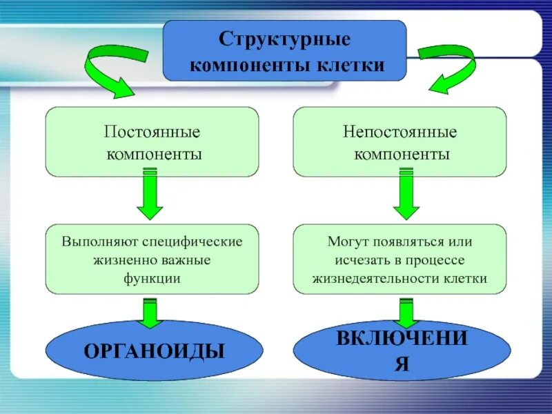 Функции составляющих клетки. Постоянные и непостоянные структурные элементы клетки. Непостоянные структуры клетки. Постоянные структурные компоненты клетки называются. Непостоянные структурные компоненты клетки.