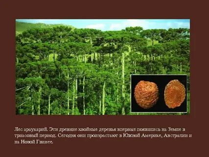 Дерево называют живым ископаемым