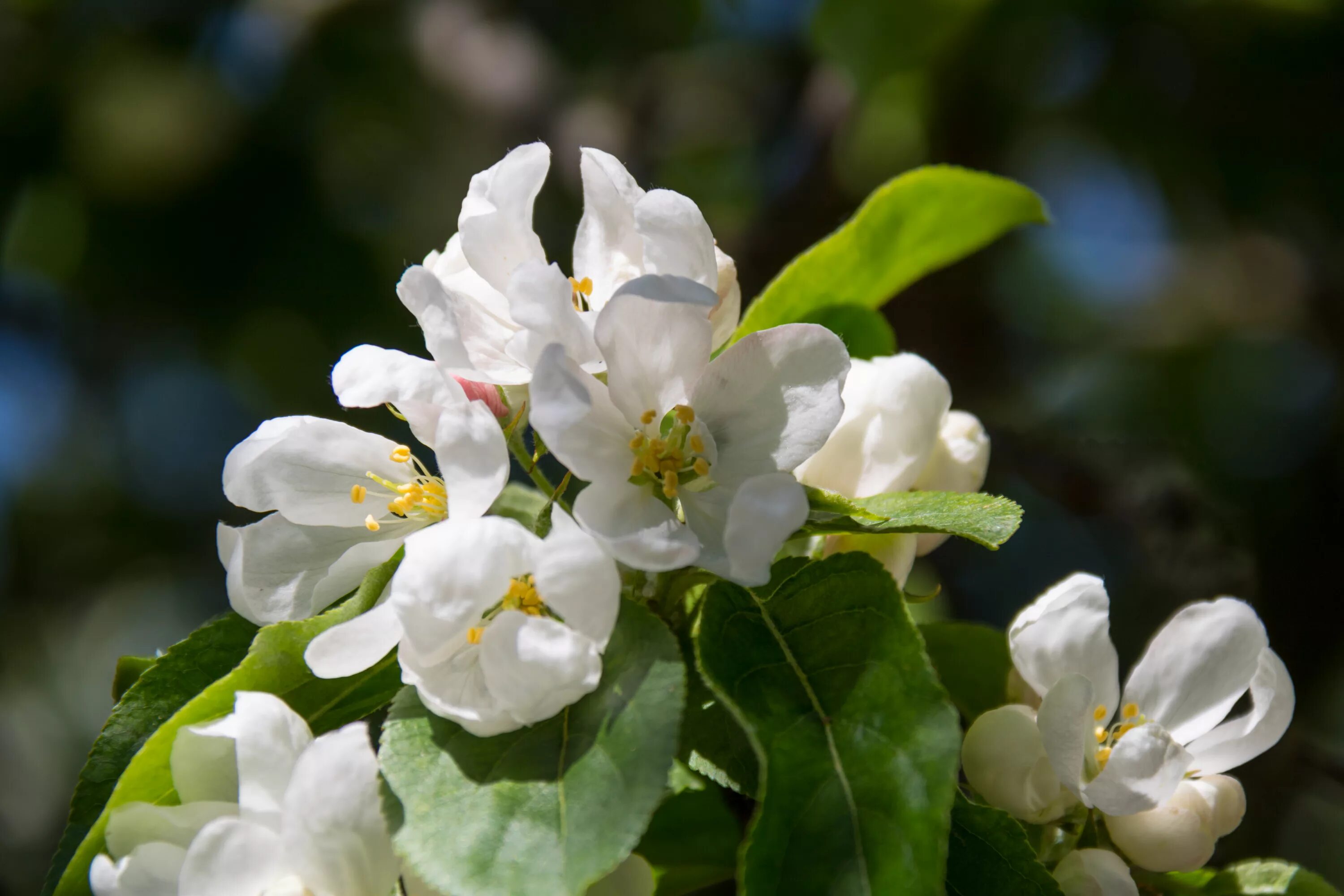 Green blossom