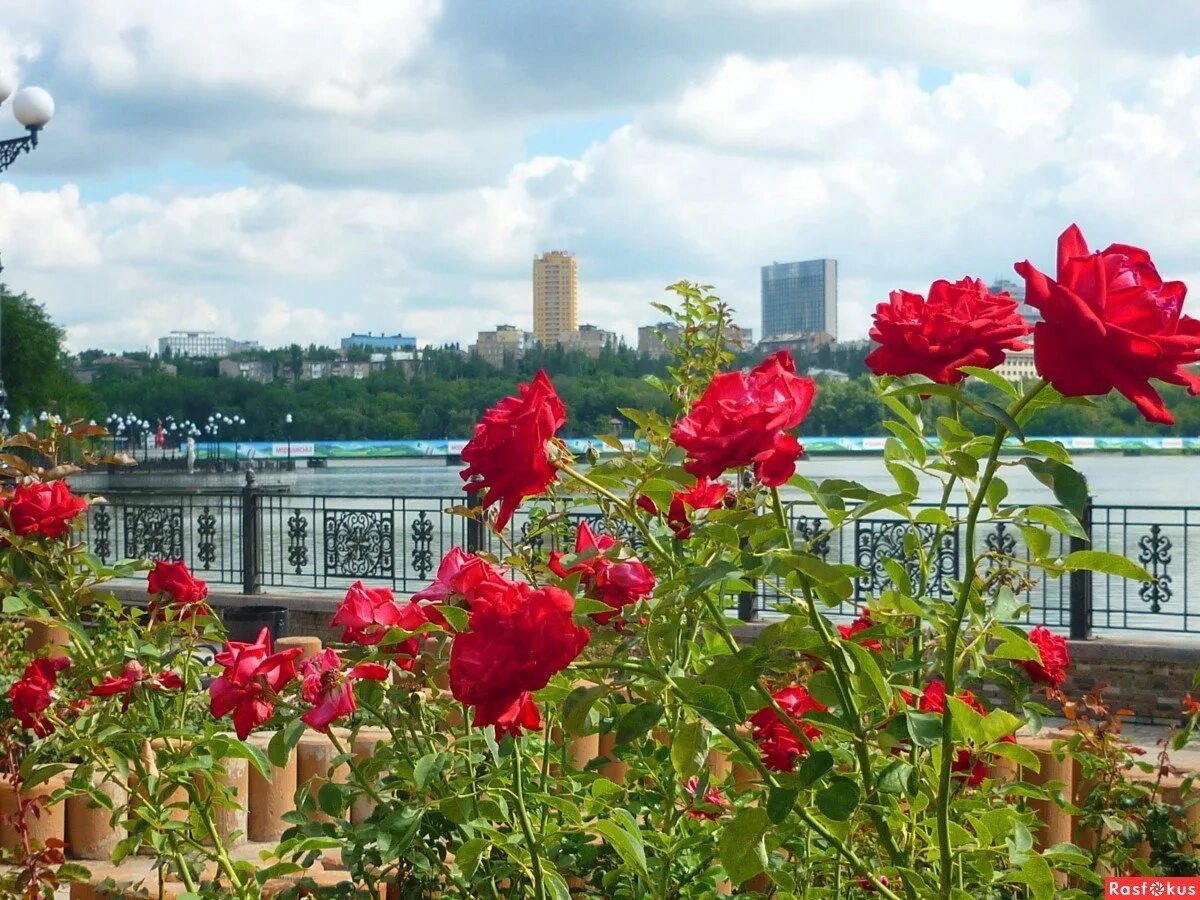 Розарий парк щербакова донецк. Парк щербакова розы. Аллея роз донецк. Аллея роз донецк. Донецк город миллиона роз.