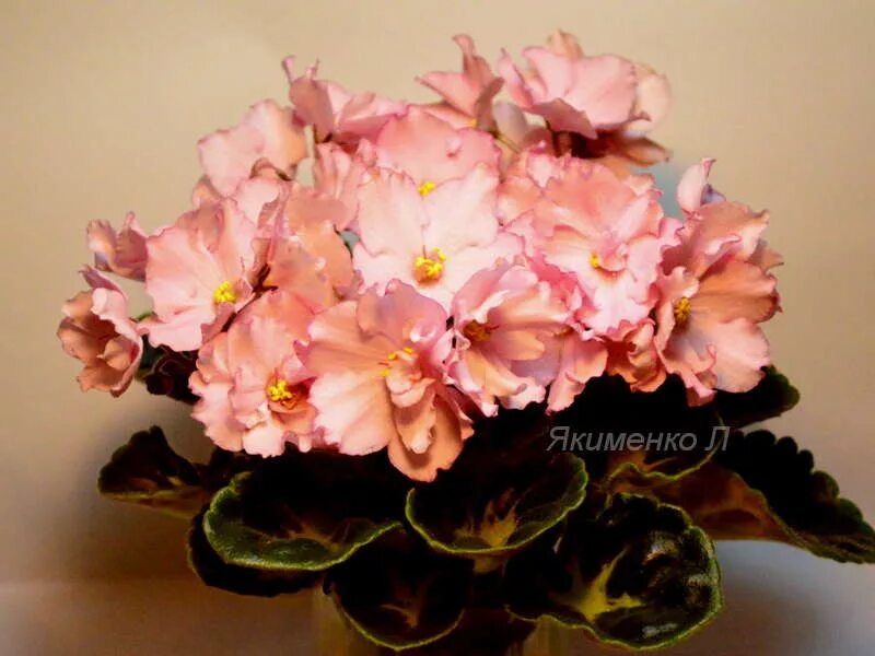 фиалка голубой шифон. ек-абрикосовый шифон. фиалка абрикосовый шифон. 1. фиалка ек абрикосовый шифон.