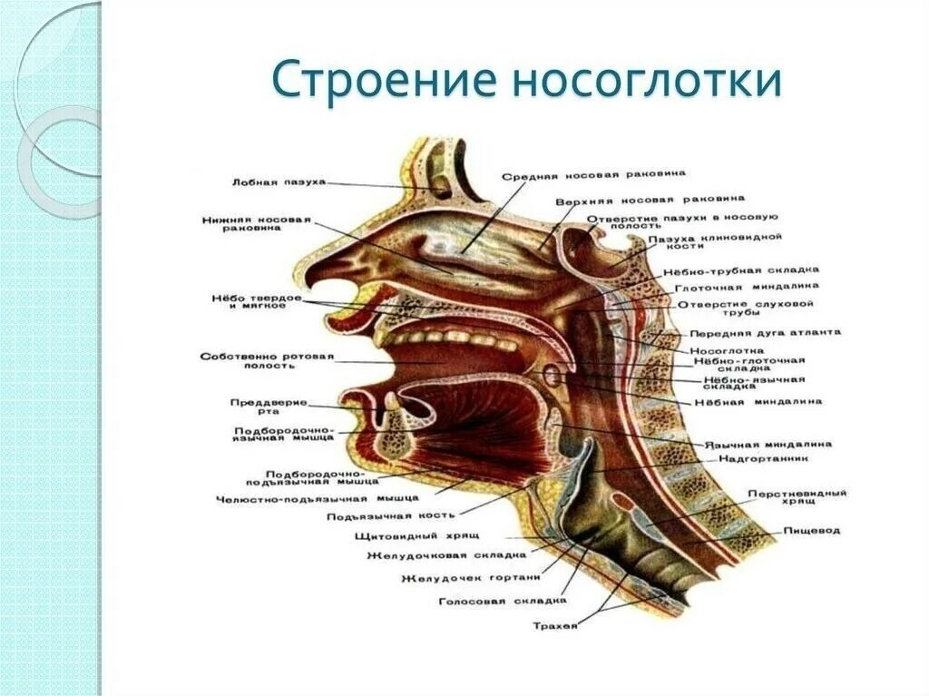 Носоглотка строение анатомия. Носовая полость и носоглотка строение и функции. Строение носовой полости и носоглотки. Строение полости носа и носоглотки