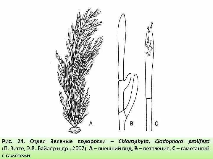 Кладофора редька дикая хвощ полевой. Кладофора строение таллома. Кладофора строение. Кладофора водоросль строение. Жизненный цикл кладофоры.