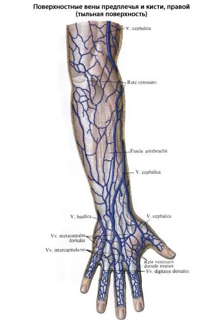 Самая большая вена как называется у человека. Вены поверхностные кисти ладонной поверхности. Поверхностные вены кисти, предплечья (тыльная поверхность). Подкожные вены верхней конечности анатомия. Поверхностные вены верхней конечности (VV. Superficiales membri superioris):.