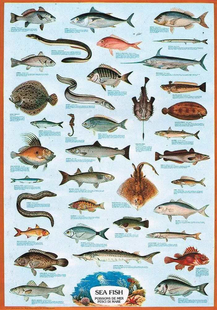 Какие рыбы водятся в море. Съедобные рыбы Средиземного моря. Промысловые рыбы Средиземного моря. Рыба съедобная. Обитатели морей и океанов.